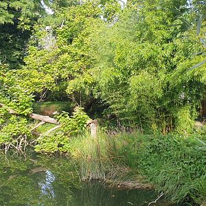 Sumatran Tiger outdoor