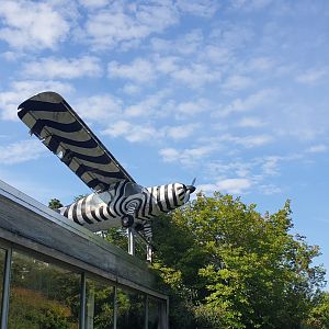 Legendary Zebra Plain