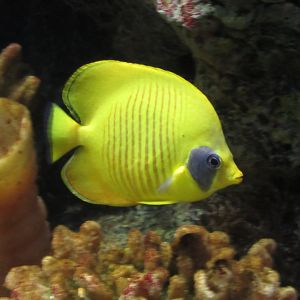 Bluecheek Butterflyfish at Shedd Aquarium