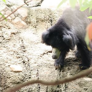 Asia Trail - Sloth Bear - Niko