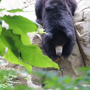 Asia Trail - Sloth Bear - Niko