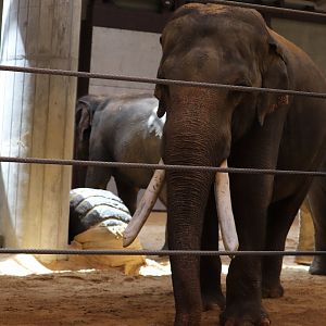 Elephant Trails - Asian Elephant - Spike