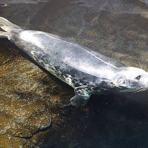 American Trail - Gray Seal