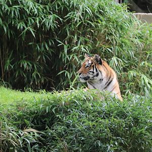 Great Cats - Amur Tiger