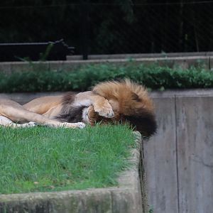 Great Cats - African Lion