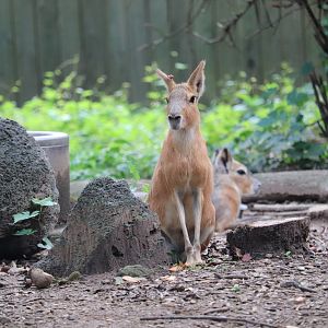 Smithsonian National Zoo - Patagonian Mara
