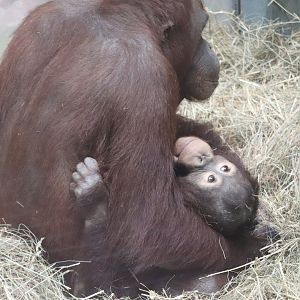 Great Ape House - Bornean Orangutan - Batang - Redd