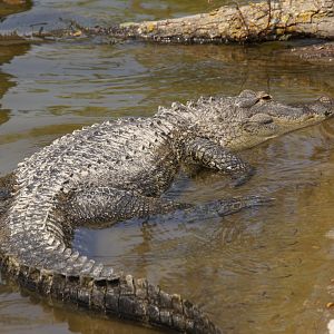 American Alligator