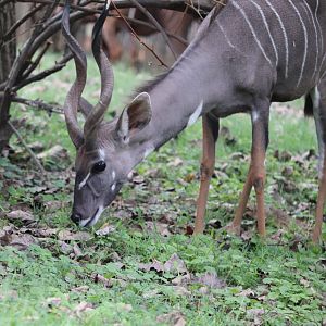 Cheetah Conservation Station - Lesser Kudu - Garrett