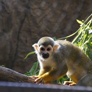 Squirrel Monkey