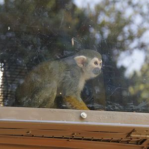 Squirrel Monkey