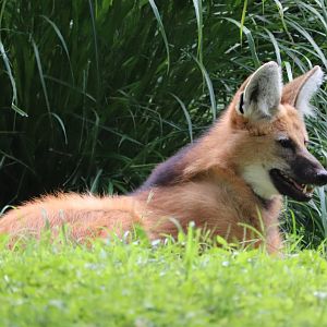 Cheetah Conservation Station - Maned Wolf