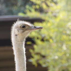Ostrich