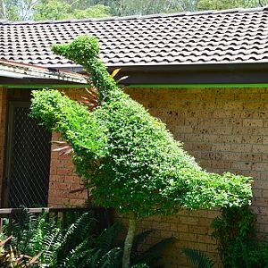 Sort of ostrich, outside house!!