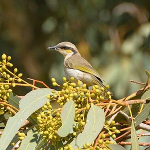 Singing honeyeater.