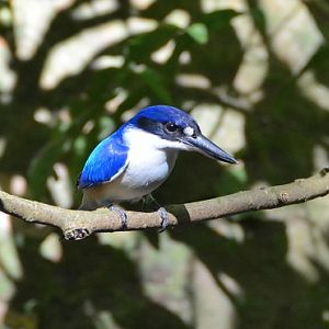 Forest kingfisher.