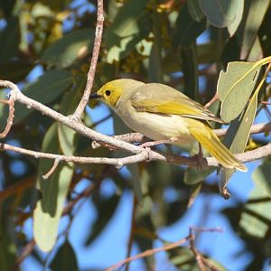 White-plumed honeyeater.