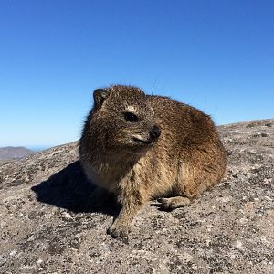 Rock Hyrax