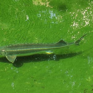 Sturgeon