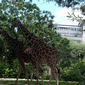Reticulated giraffes