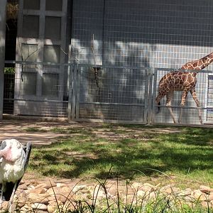 Reticulated Giraffe and African marabou Stork Enclosure