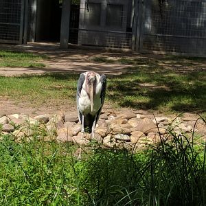 African marabou Stork