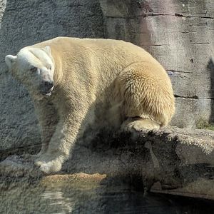 Polar bear