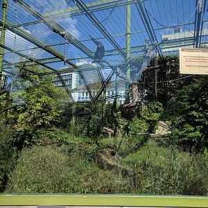 Common chimpanzee Outdoor Enclosure