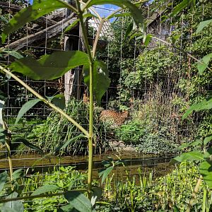 Chinese Leopard Outdoor Enclosure