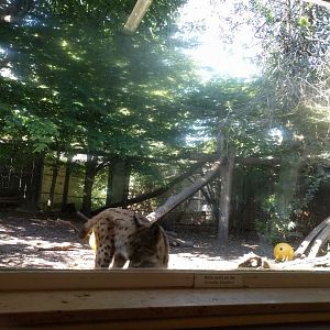 Carpathian Lynx Enclosure