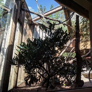 Geoffroys Cat Enclosure