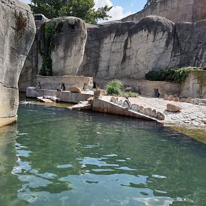Humboldt Penguin Enclosure