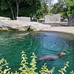 Californian Sea Lion in bis Enclosure