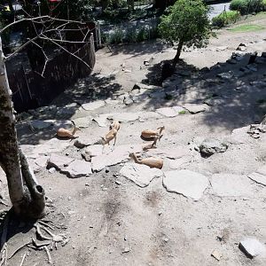 Goitered gazelle Enclosure