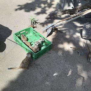 Slender Tailed meerkat feeding