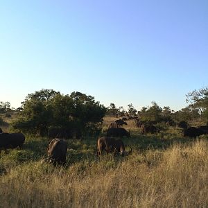 African Buffalo