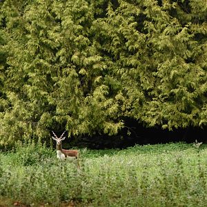 free-ranging Blackbuck