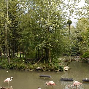 Ring-tailed Lemur enclosure
