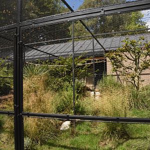 European Bee-eater aviary