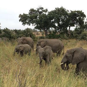 African Elephants