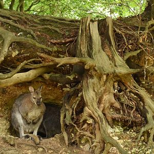 free-ranging Red-necked Wallaby