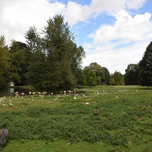 Chilean Flamingo lake and other free-ranging birds