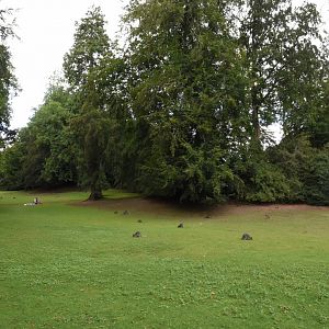 free-ranging Red-necked Wallaby