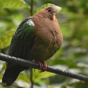 Pacific Emerald Dove