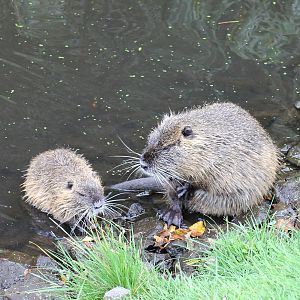 Coypu/Nutria (Myocastor coypus) at Celler Schlosspark