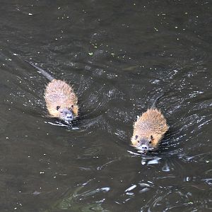 Nutria/Coypu (Myocastor coypus) at Celler Schlosspark