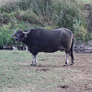 Water buffalo X Domestic cow hybrid??