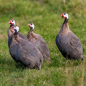 Helmeted Guineafowl / Watatunga / 1-9-20