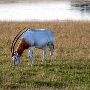 Scimitar-horned Oryx / Watatunga / 1-9-20