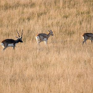 Blackbuck / Watatunga / 1-9-20